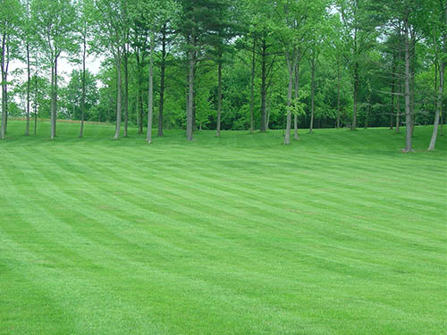 Amphitheater Grass